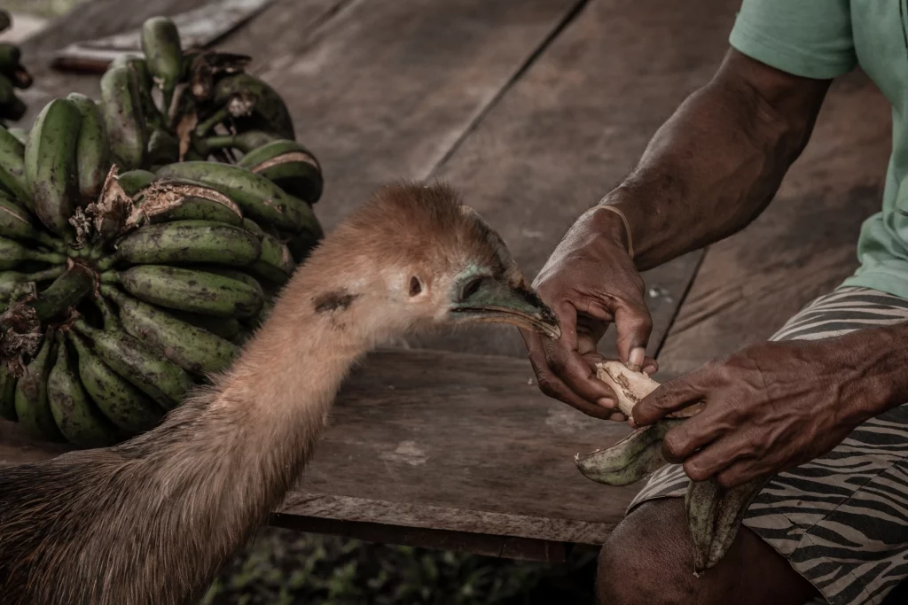 Casuario Papua Indonesia