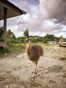 Casuario Papua Indonesia pájaro