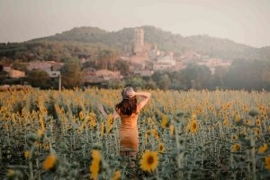 Campo de girasoles fotografia