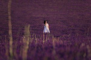 Fotografía campo de lavanda al atardecer