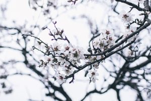 Almendro en flor en el Atlas