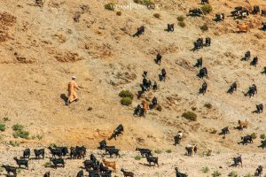 Alto Atlas pastor y cabras