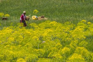 Berebers en el campo Alto Atlas
