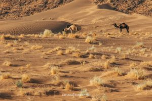 Foum Tizza camellos