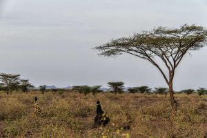 En la savanna Turkana