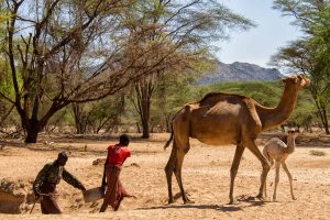 Camellos alimentados en Turkana