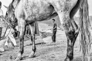 Mercado de caballos Marruecos