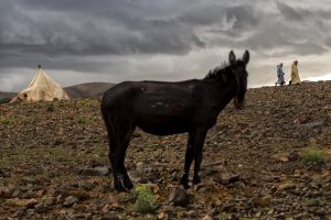 burro en moussem imilchil