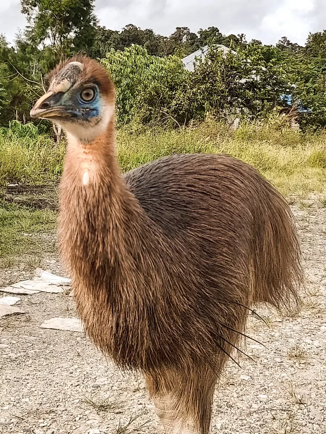 Casuario Papua Indonesia pájaro