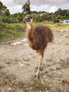 Casuario Papua Indonesia pájaro
